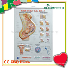 Anatomical Medical 3D Poster For Education